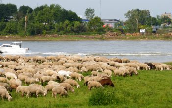 Die schönsten Frühlingsspaziergänge am Rhein (1): Rund um den Düsseldorfer Hafen Schafsherde auf der Lausward in Düsseldorf